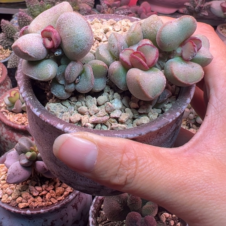 清光绪三十一年四月二十一