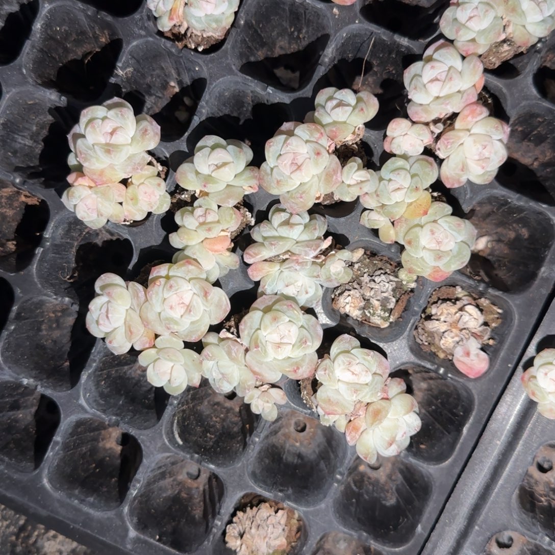 10个三头翡翠冰玉穴 满25包邮