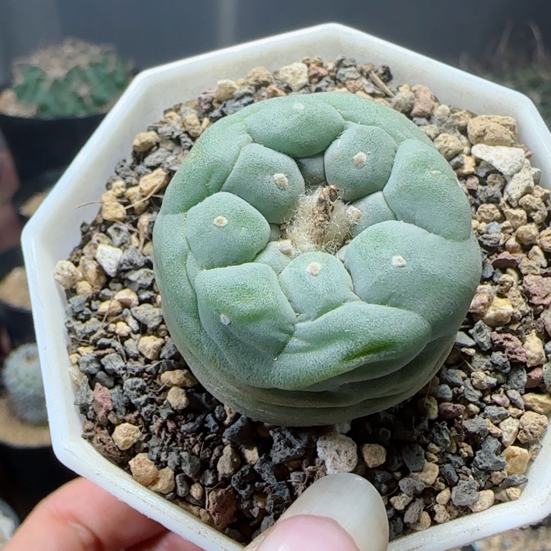 实生草球多肉3.1厘米