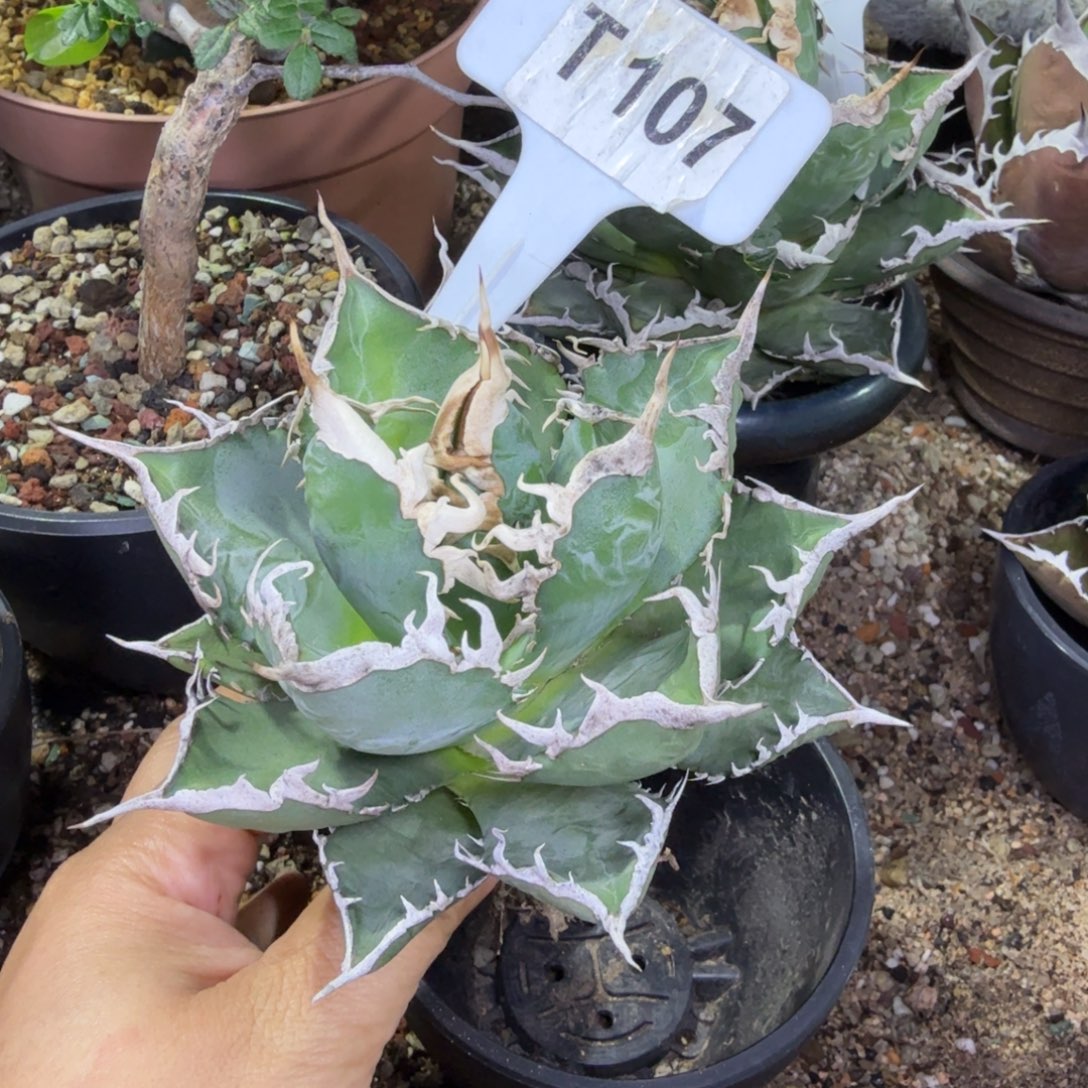 紧***感元旦福利海王一颗脱土发