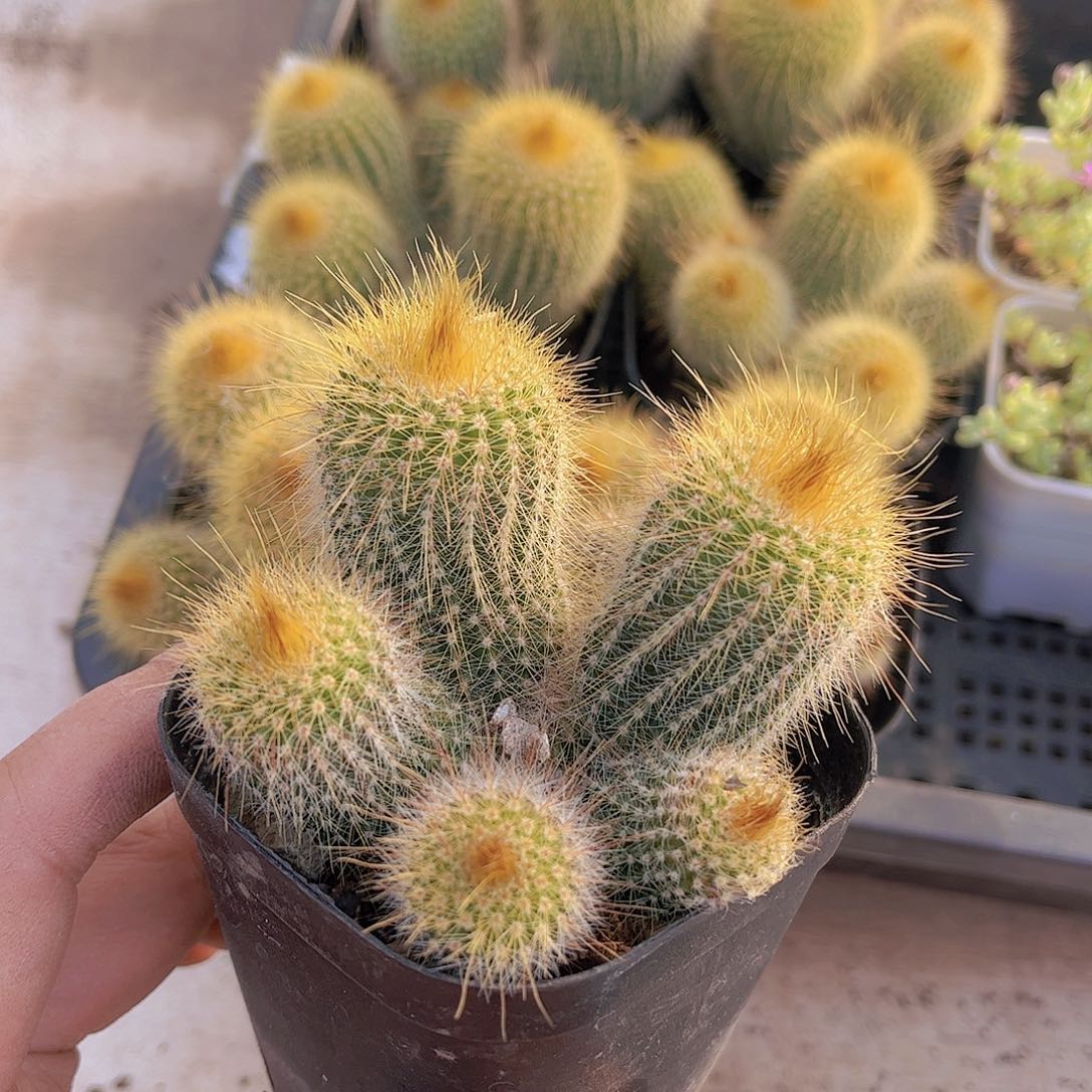 欣****?金丝猴多肉植物