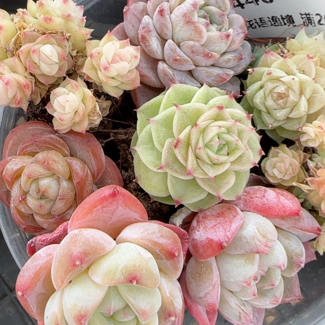 花语逸镜0129-446