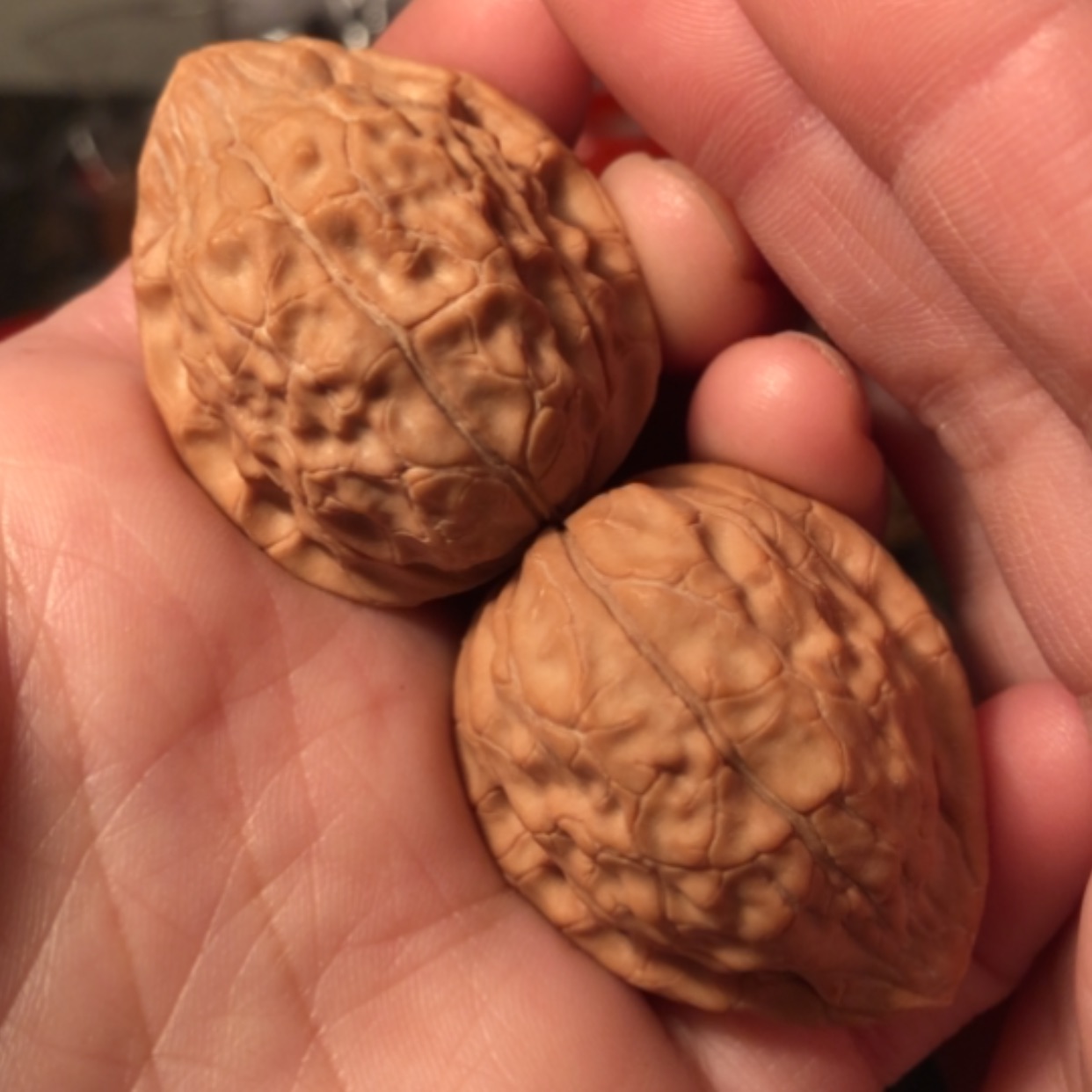【闪购商品】文玩核桃把件龟甲纹33