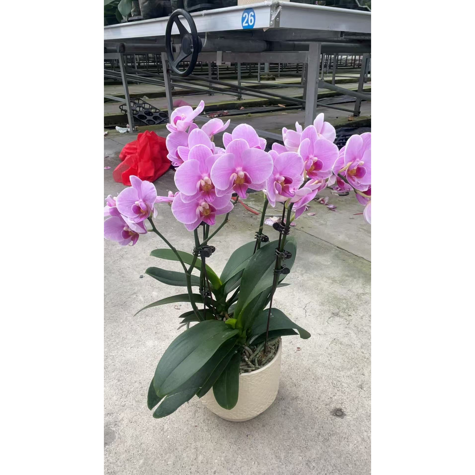 【紫蝶带盆】蝴蝶兰大苗盆栽带花剑花苞四季开花好养活室内花卉绿植