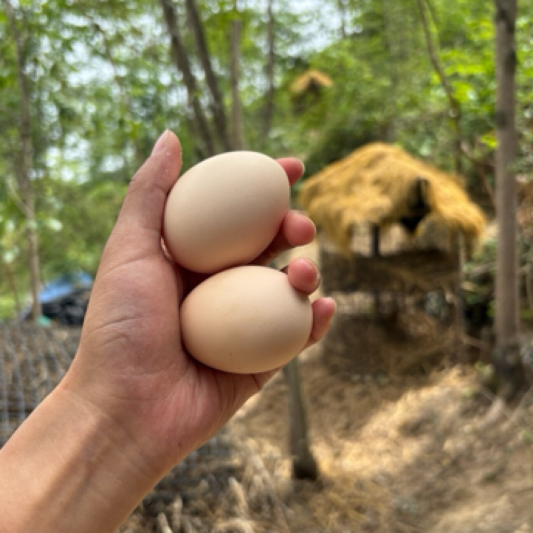 吊车哥家跑山鸡鸡蛋正宗土鸡蛋新鲜散养土鸡鸡蛋【京东包邮】