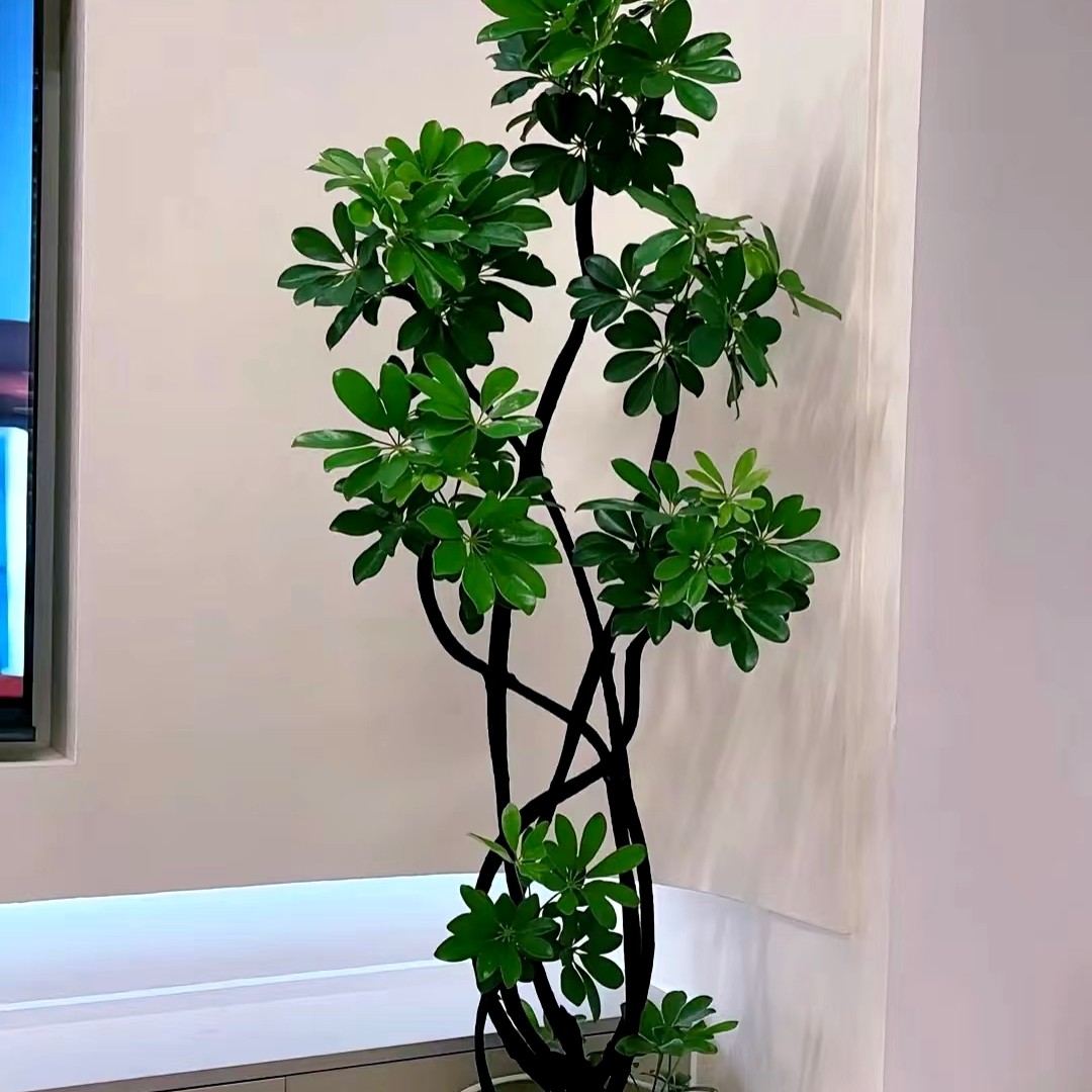 网红款招财佛手（招财进宝）带瓷盆