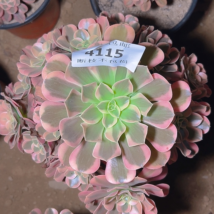 4115桃妖多肉植物