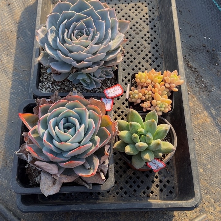 泡*蓝石莲布鲁蓝乌卡克拉贵妃