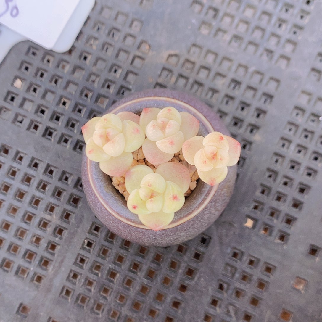 R脱土发货四头小叶冰玉