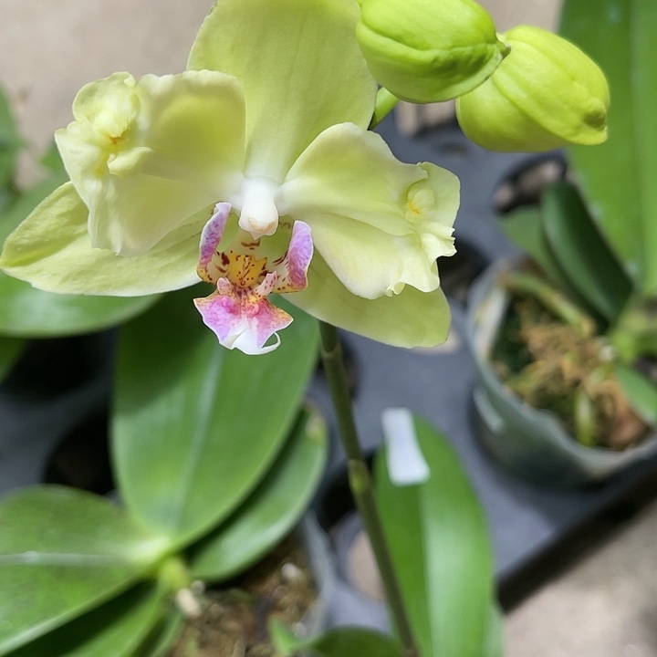当前无花栽培后可以开花绿如意变异带花