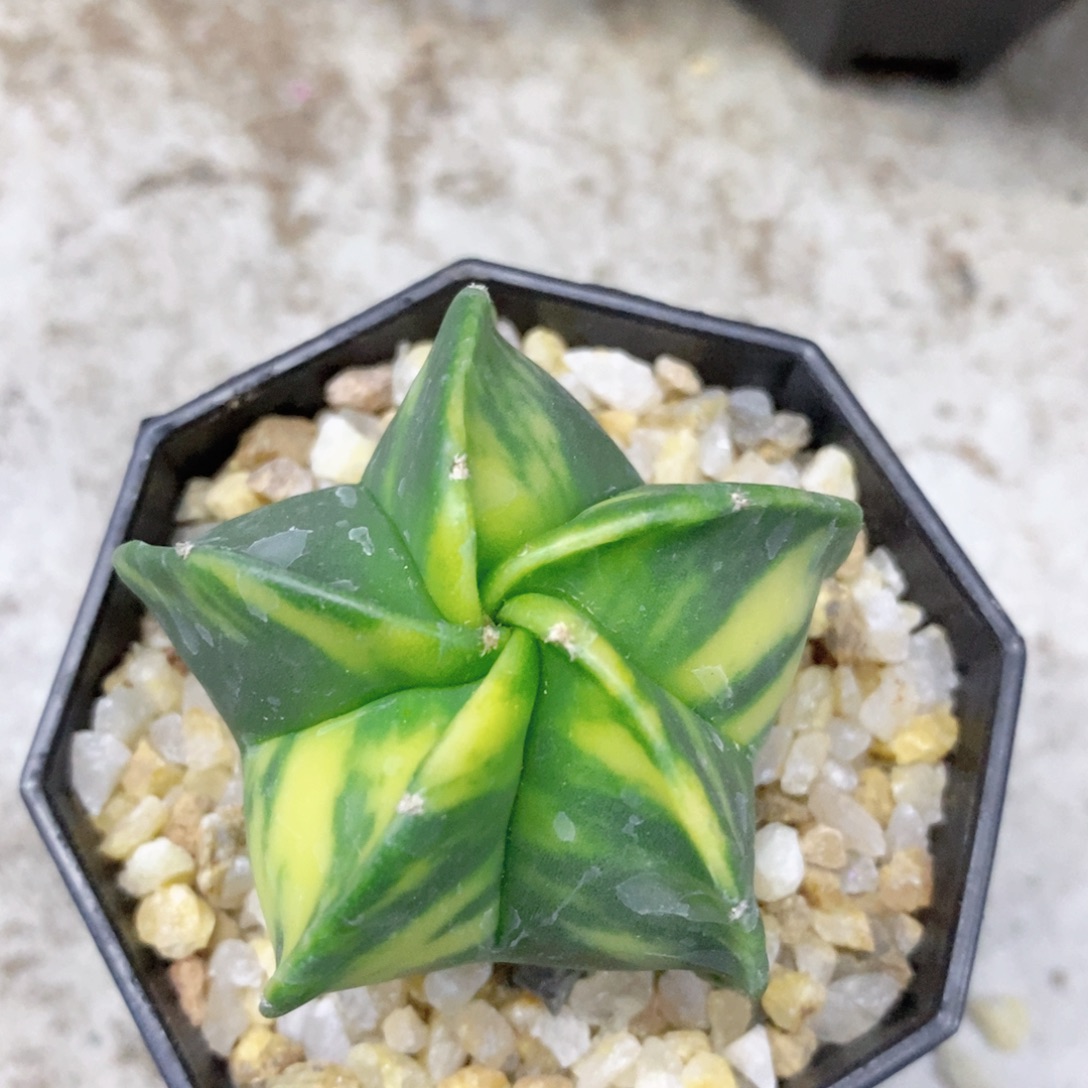 @***头仙人球鸾凤玉锦带盆