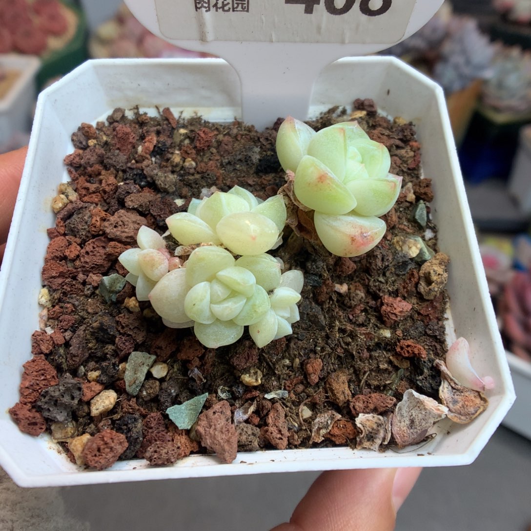 408五头黄透冰玉多肉