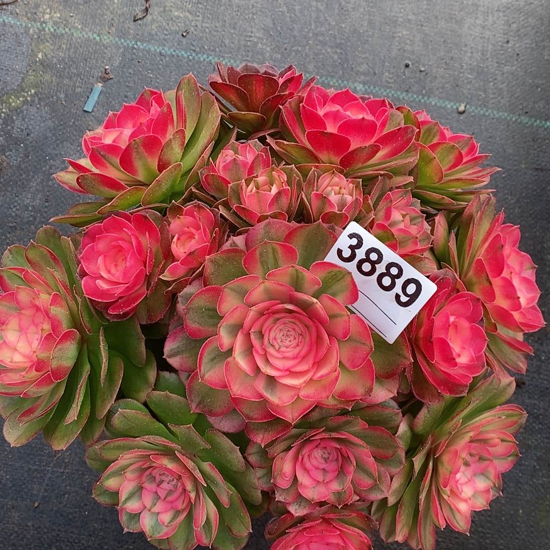 红陶3889荔枝冠25左右