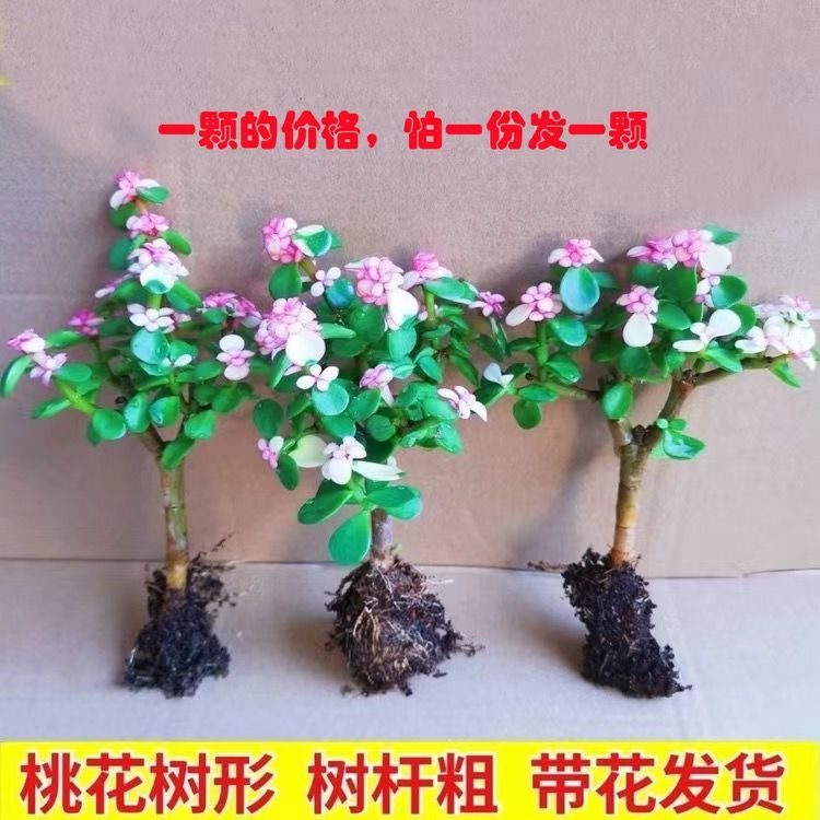 金枝玉叶雅乐之舞多肉喜光花卉绿植好养盆栽室内阳台净化空气包邮