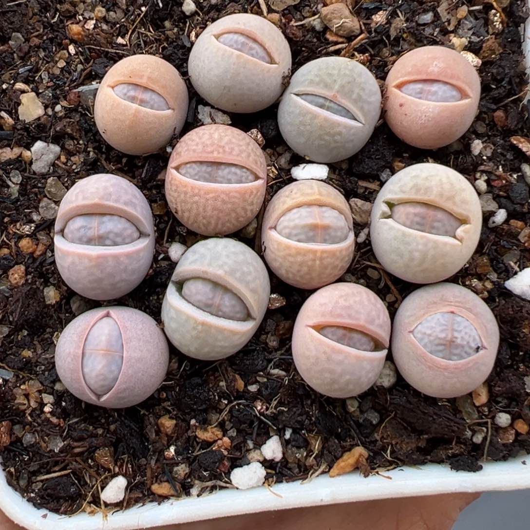 1.12好看的多肉562