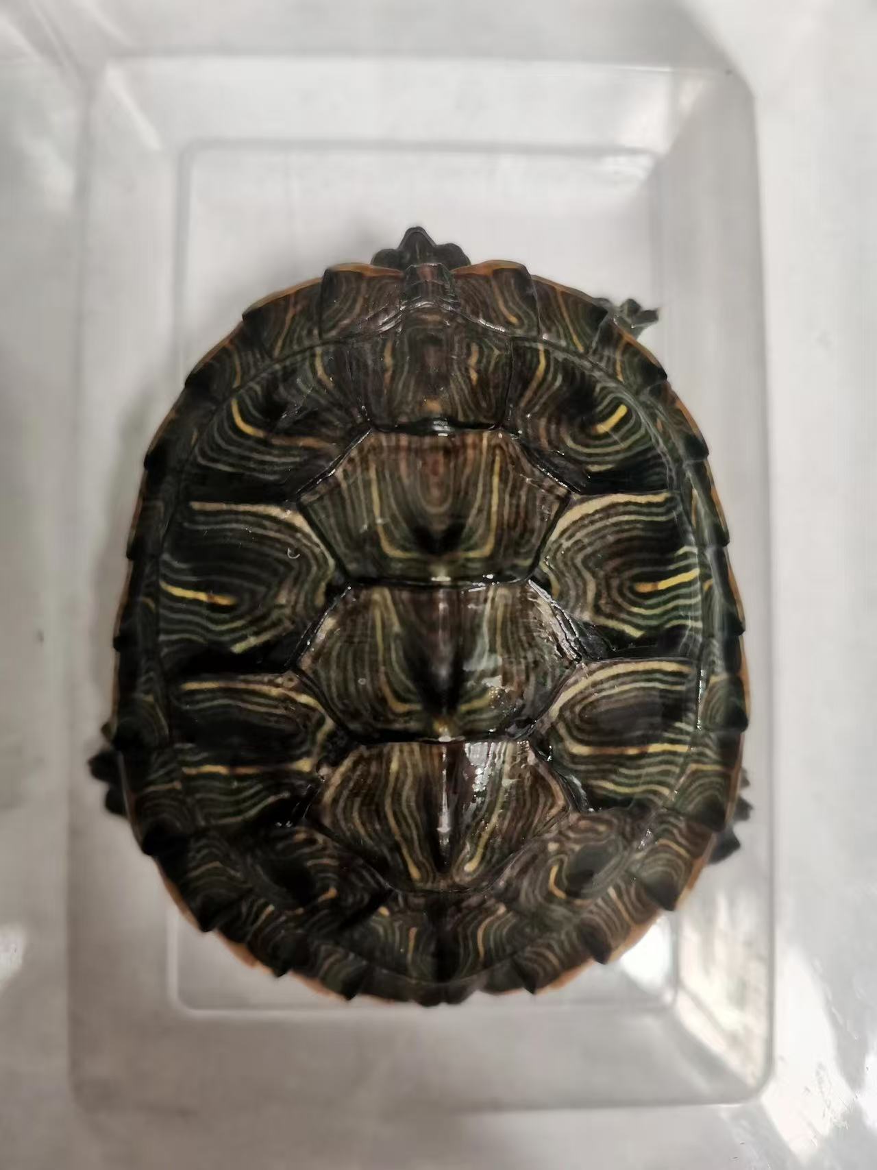 （1只120mm-130mm）2025巴西红儿龟宠物龟活体