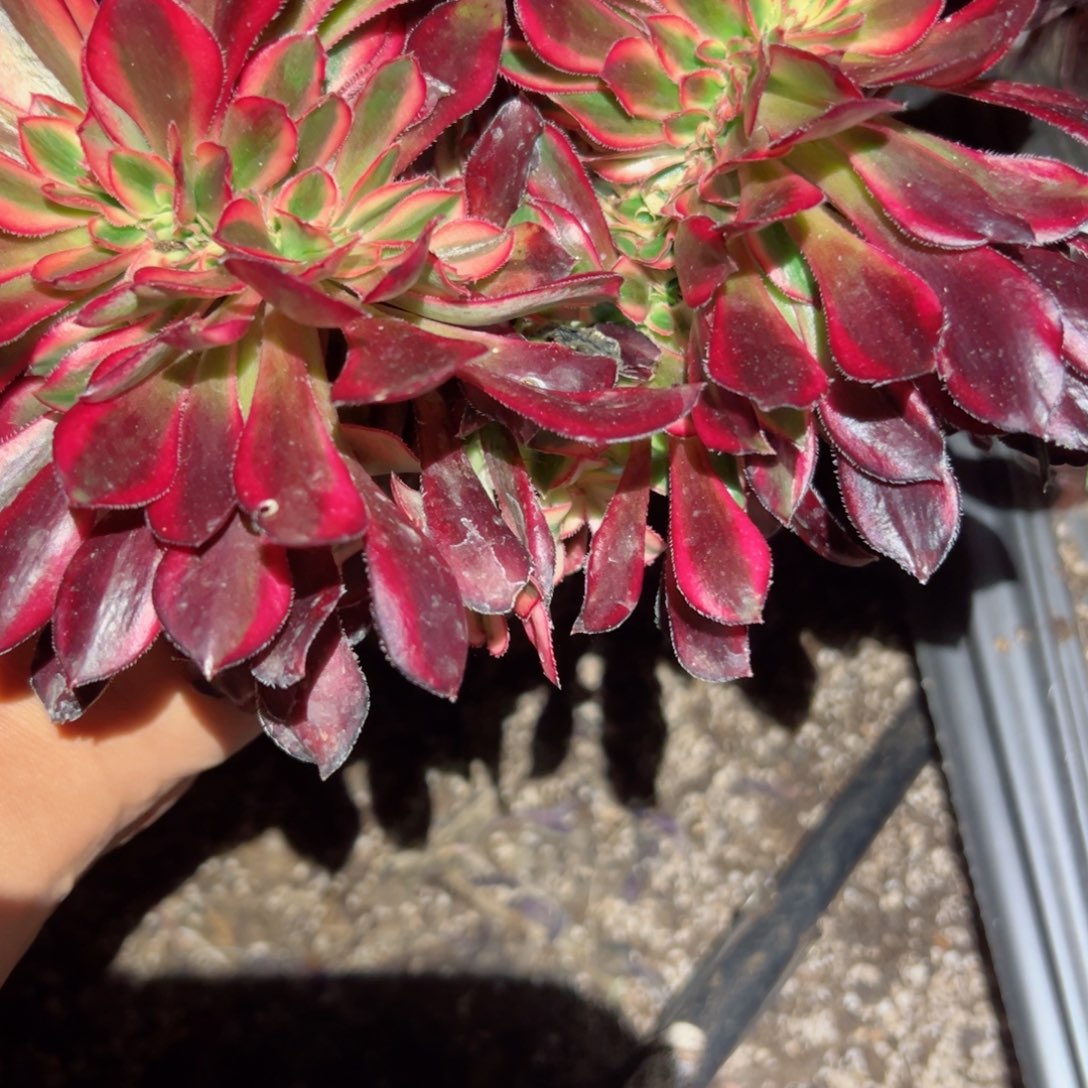 956 号多肉植物法师