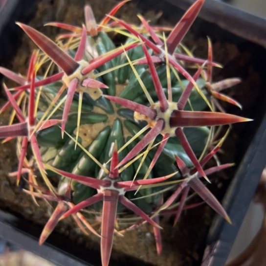 墨西哥丸叶日出（红宽）