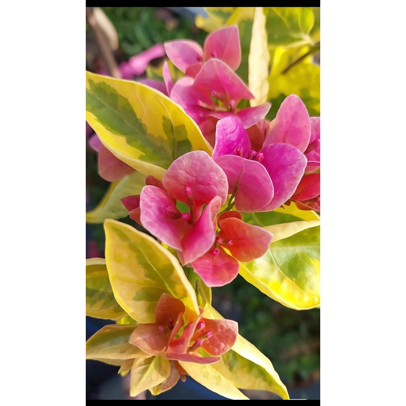 {金边甜西瓜} 嫁接盆苗 爬藤飘枝垂吊