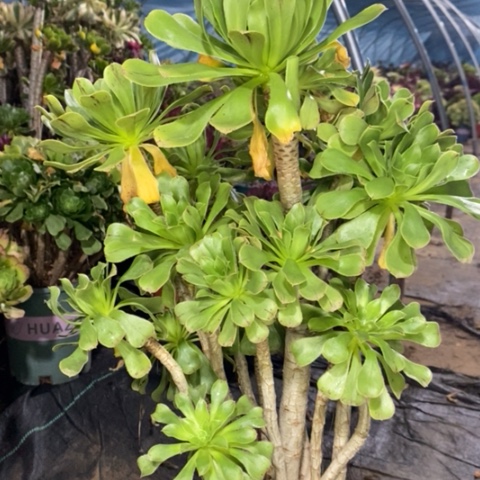 原始绿多肉植物051