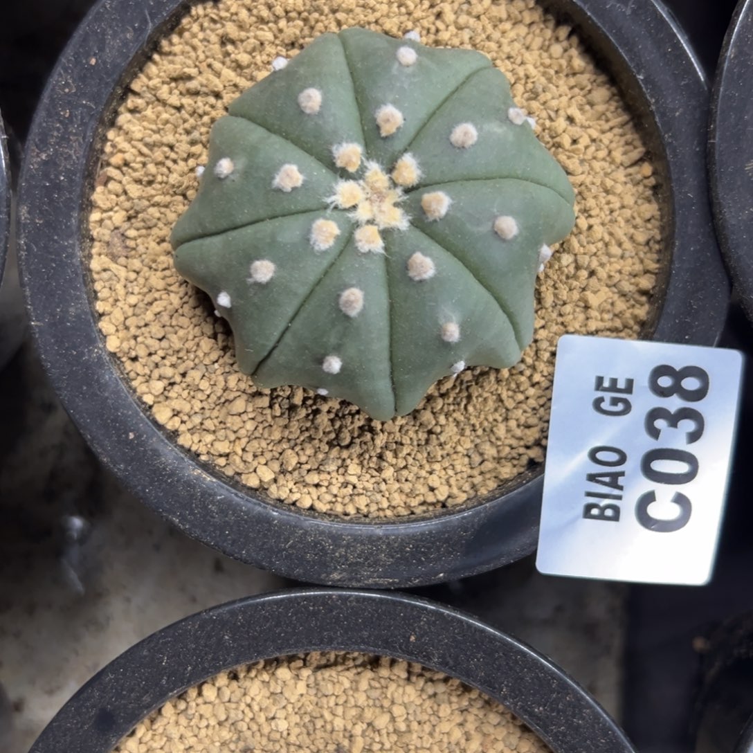 J***7C038号兜仙人球多肉