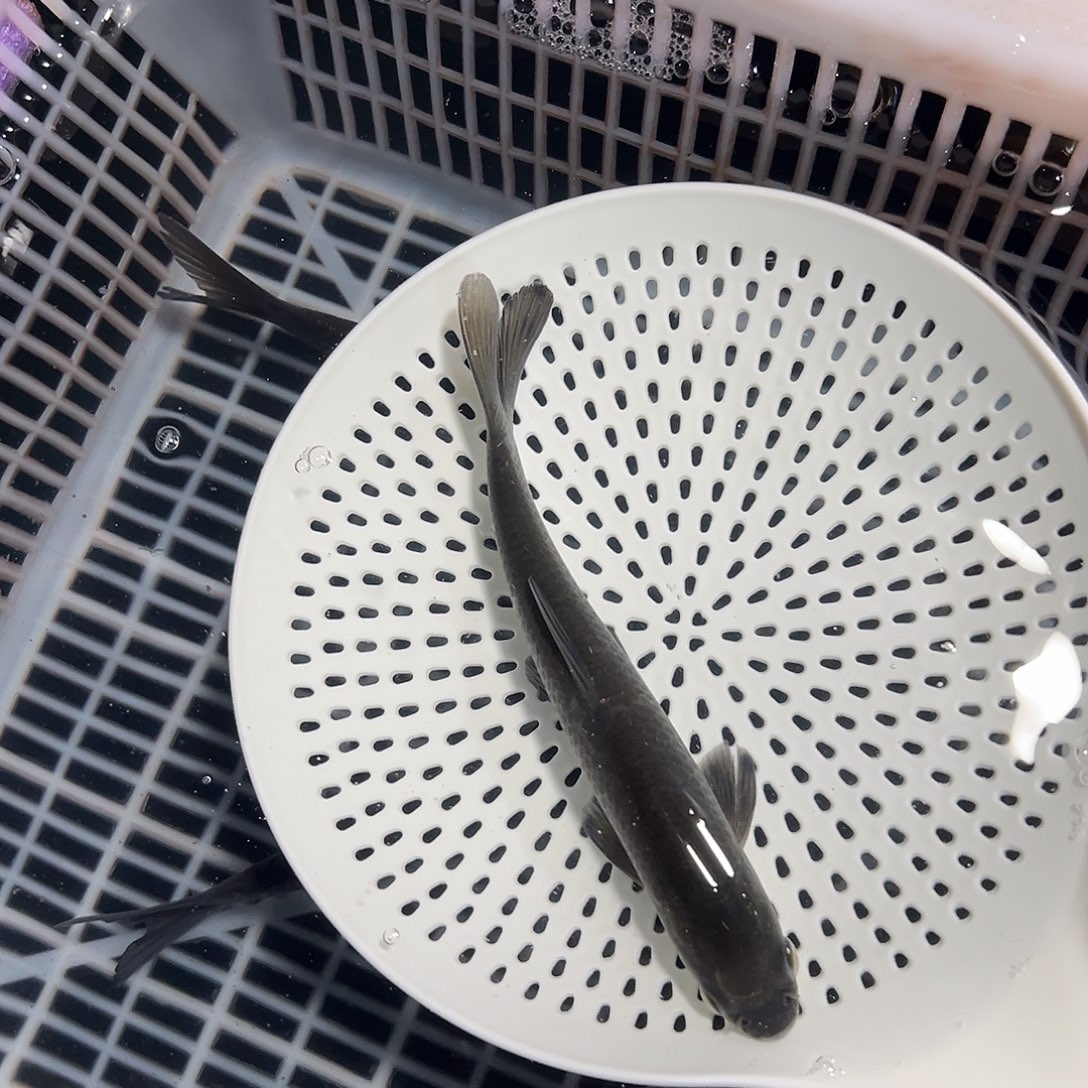 不***。青鱼15一18公分30条