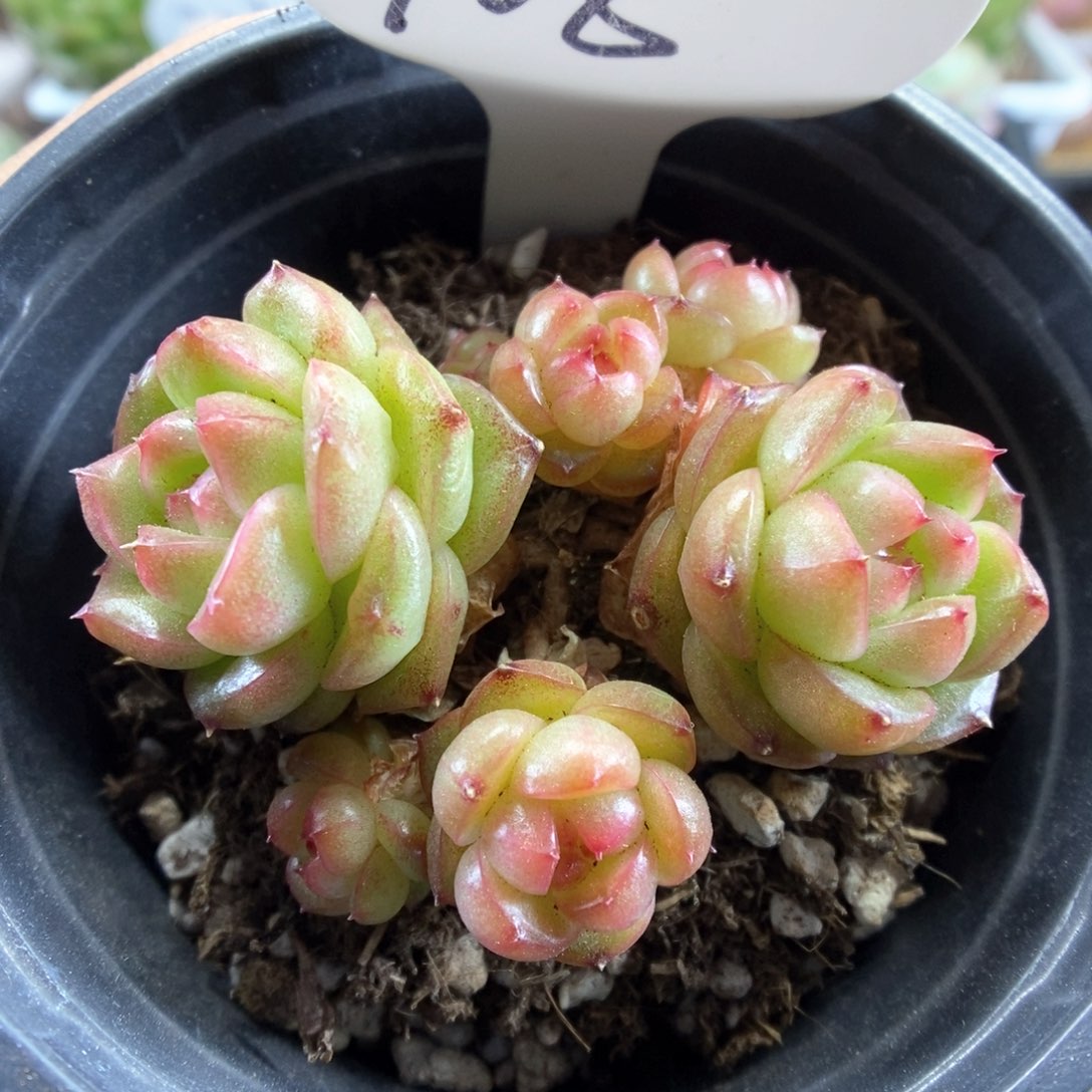 灯泡珍妮无砍群生908号