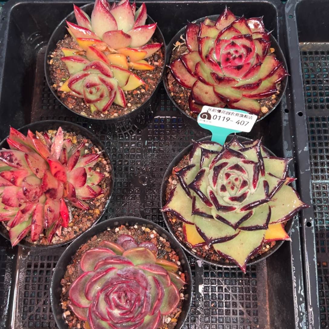 从前慢多肉精选编号0119.407