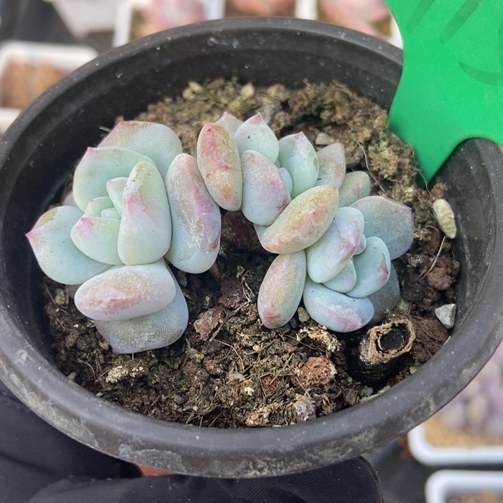 915星影多肉植物保护