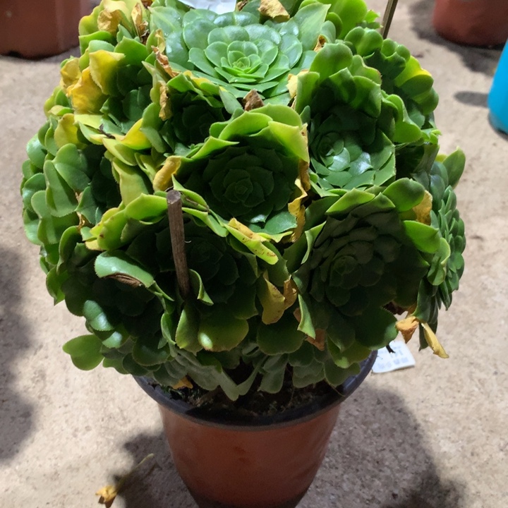 754翡翠琉璃多肉植物特价