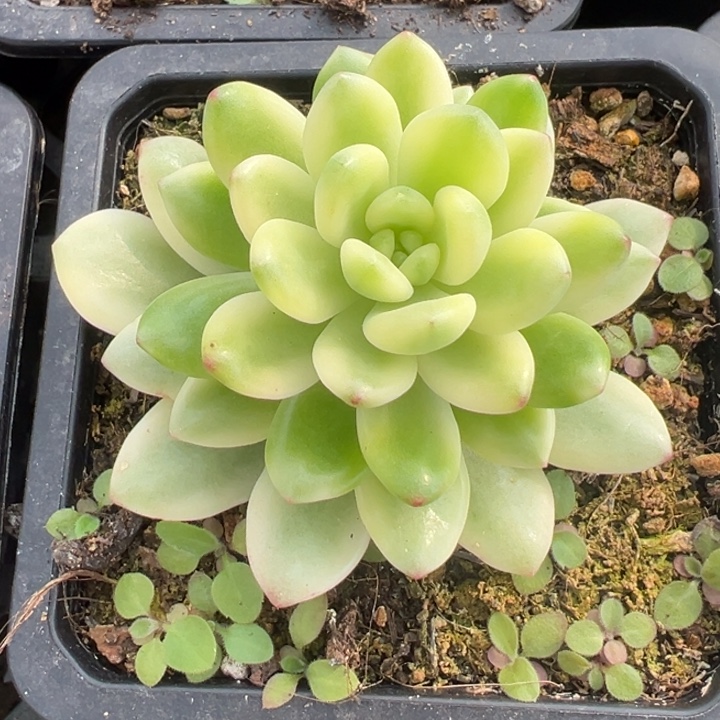 香格里拉锦一物一拍