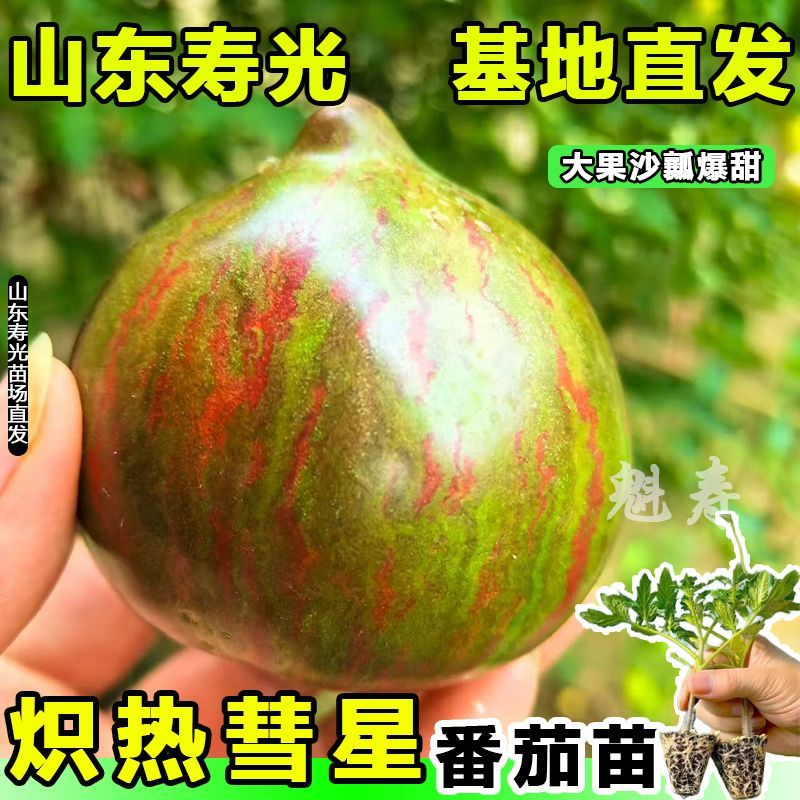 炽热火彗星番茄苗秧超甜红马蹄四季黑红番茄高产阳台盆栽种子