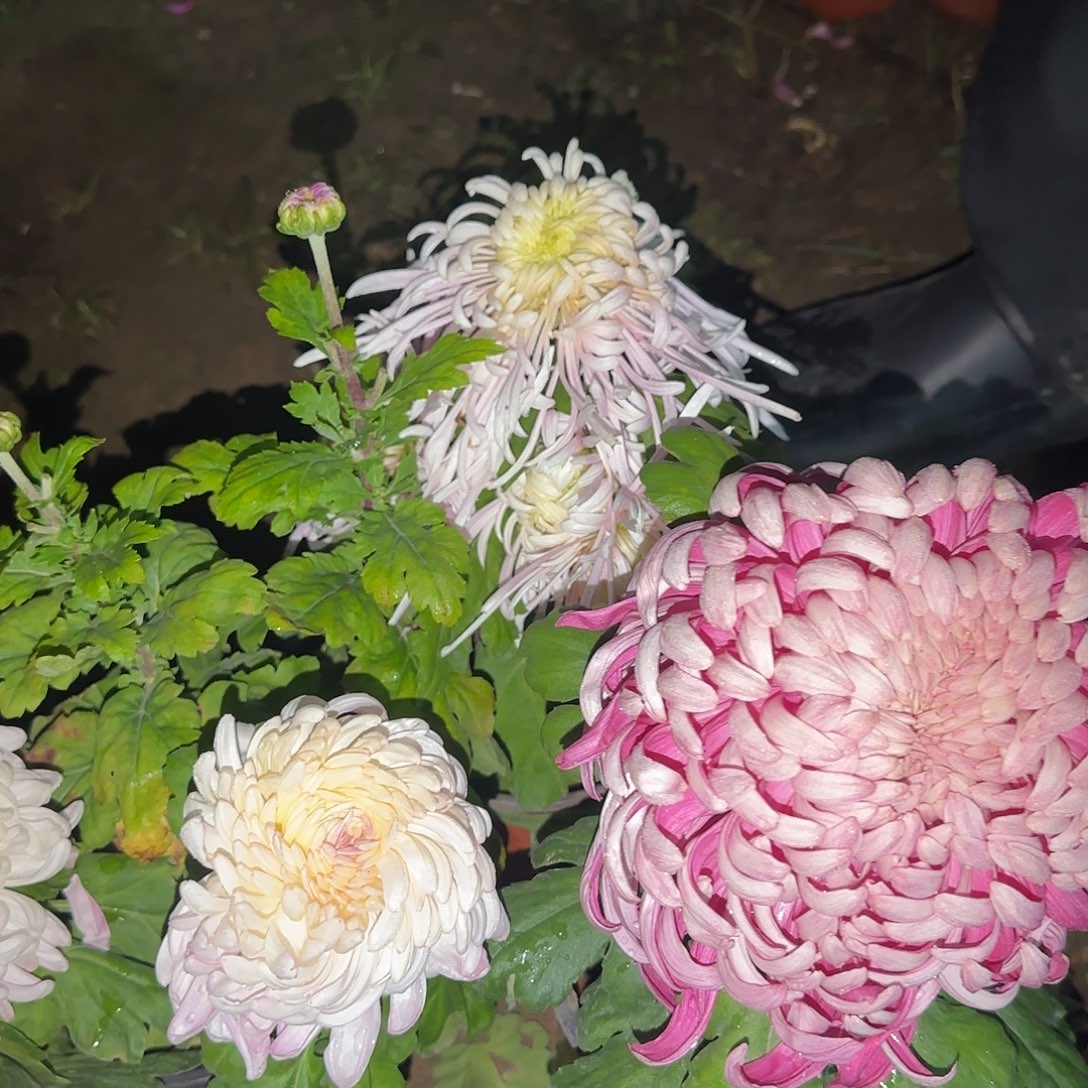 全部花朵N00000009