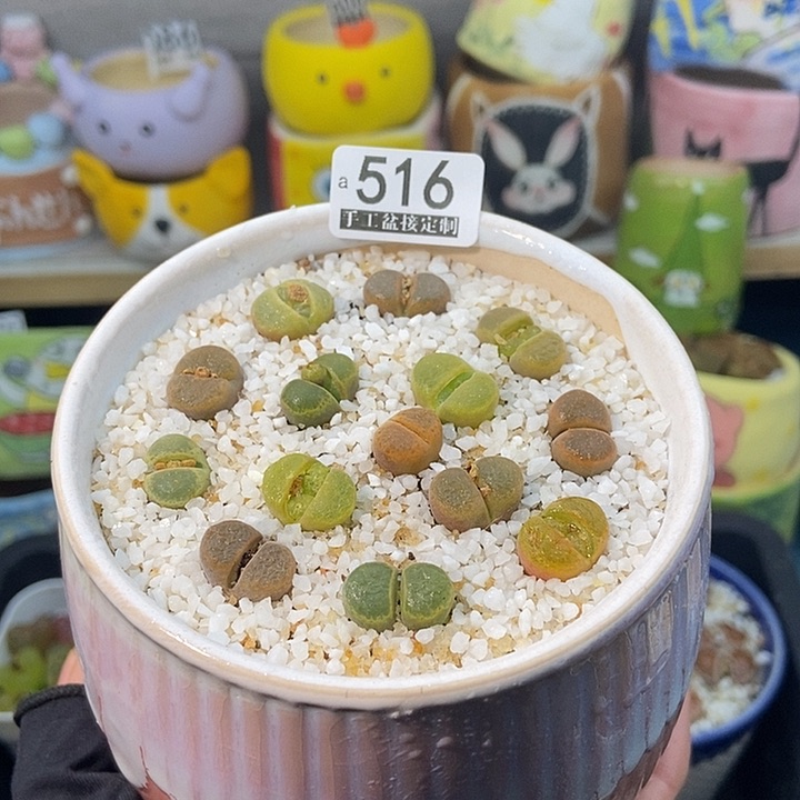 大舅生石花肉锥多肉516