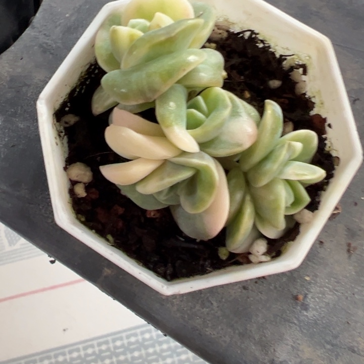 可爱玫瑰金多肉植物598