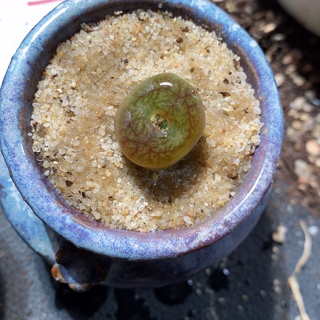 11384。   杂交一颗。 