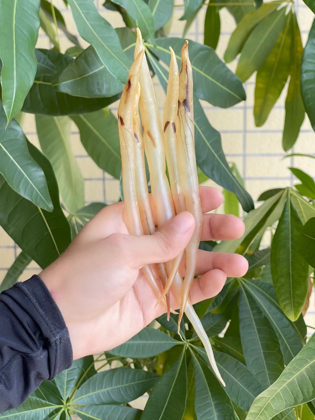 3百多头本港自晒鳗鱼胶无漂洗麻鱼瞟