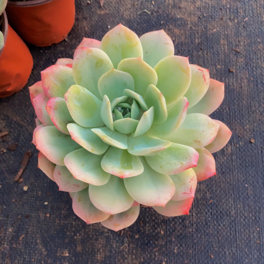 恋曲脱土发3单包邮