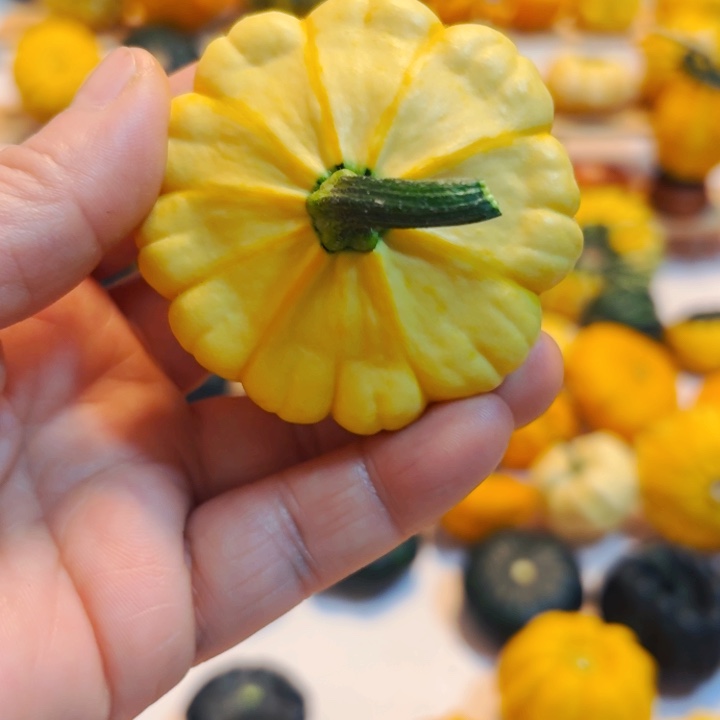 涣*墨西哥七彩葫芦青皮