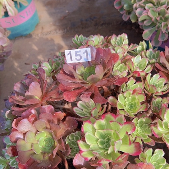 蚊***蒸多肉植物一个水魔