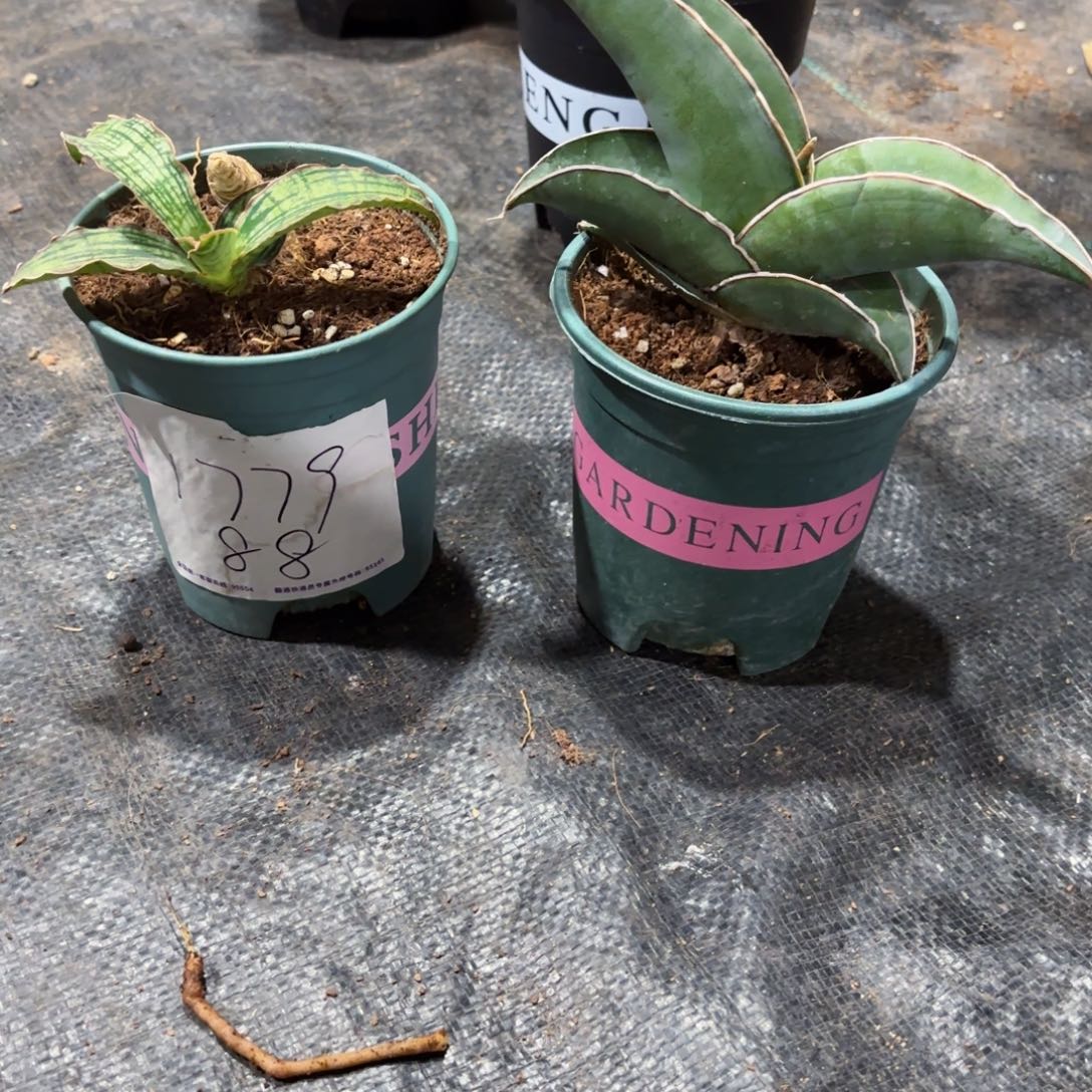 无花朵花友专拍虎皮兰