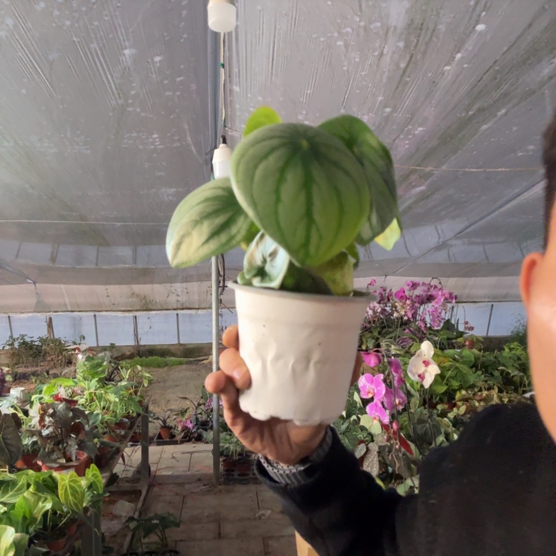 完全开放麒麟瓜一棵