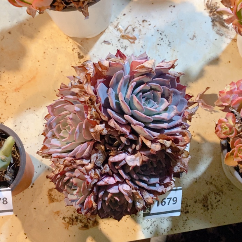 【闪购商品】劳伦斯1679