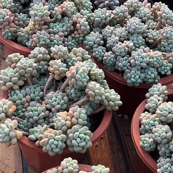 大盆             洛可可