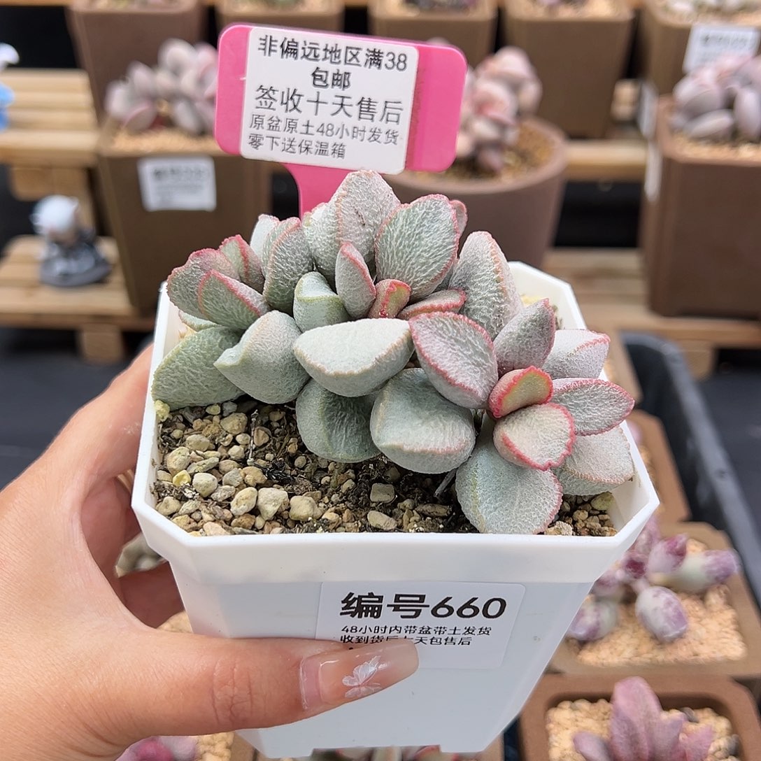 660磨砂蛋900号多肉植物