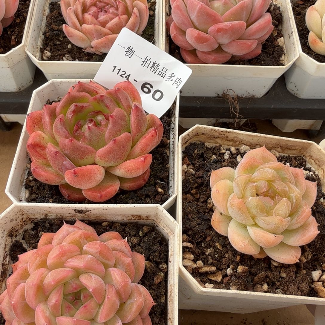 1124-60三颗多肉组合