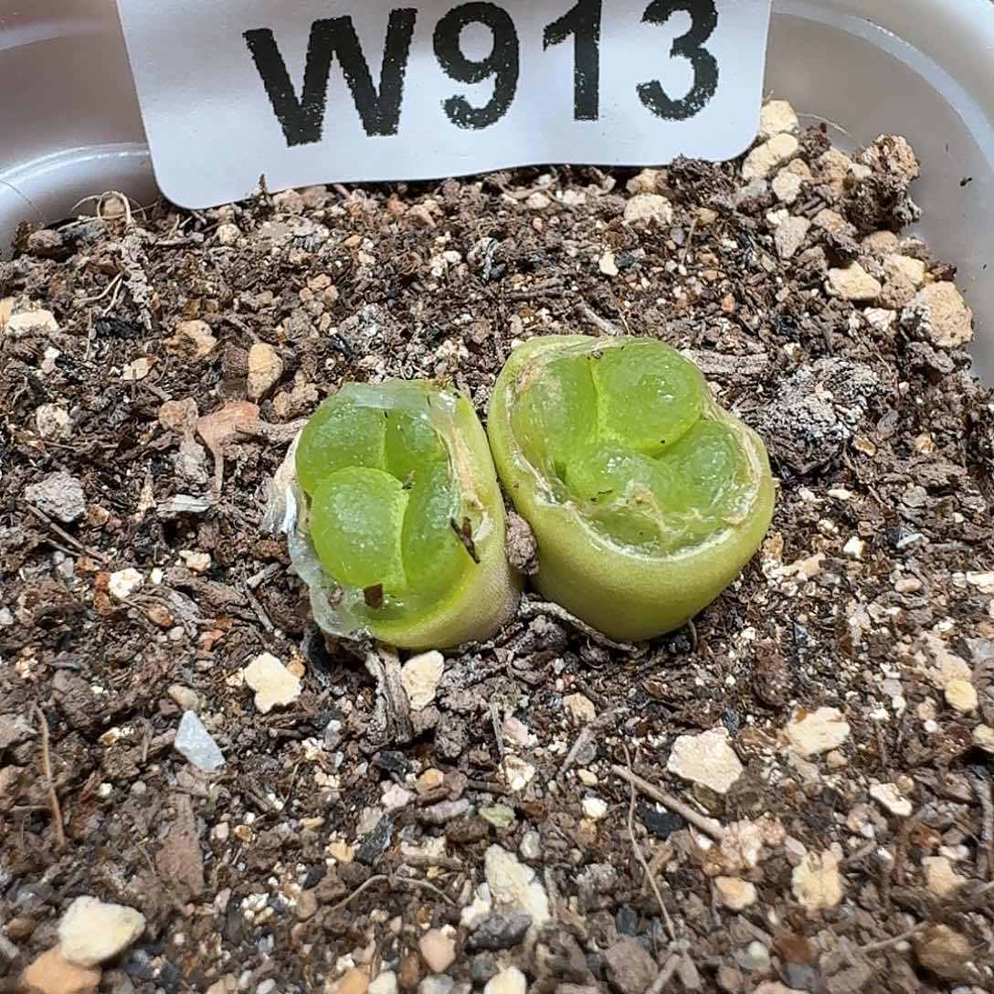 913号多肉植物哇c f