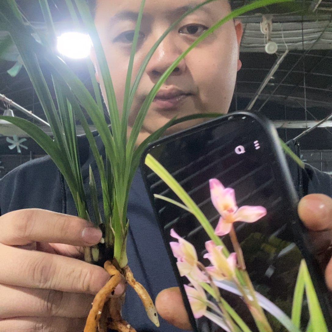 当前无花栽培后可以开花香王彩虹