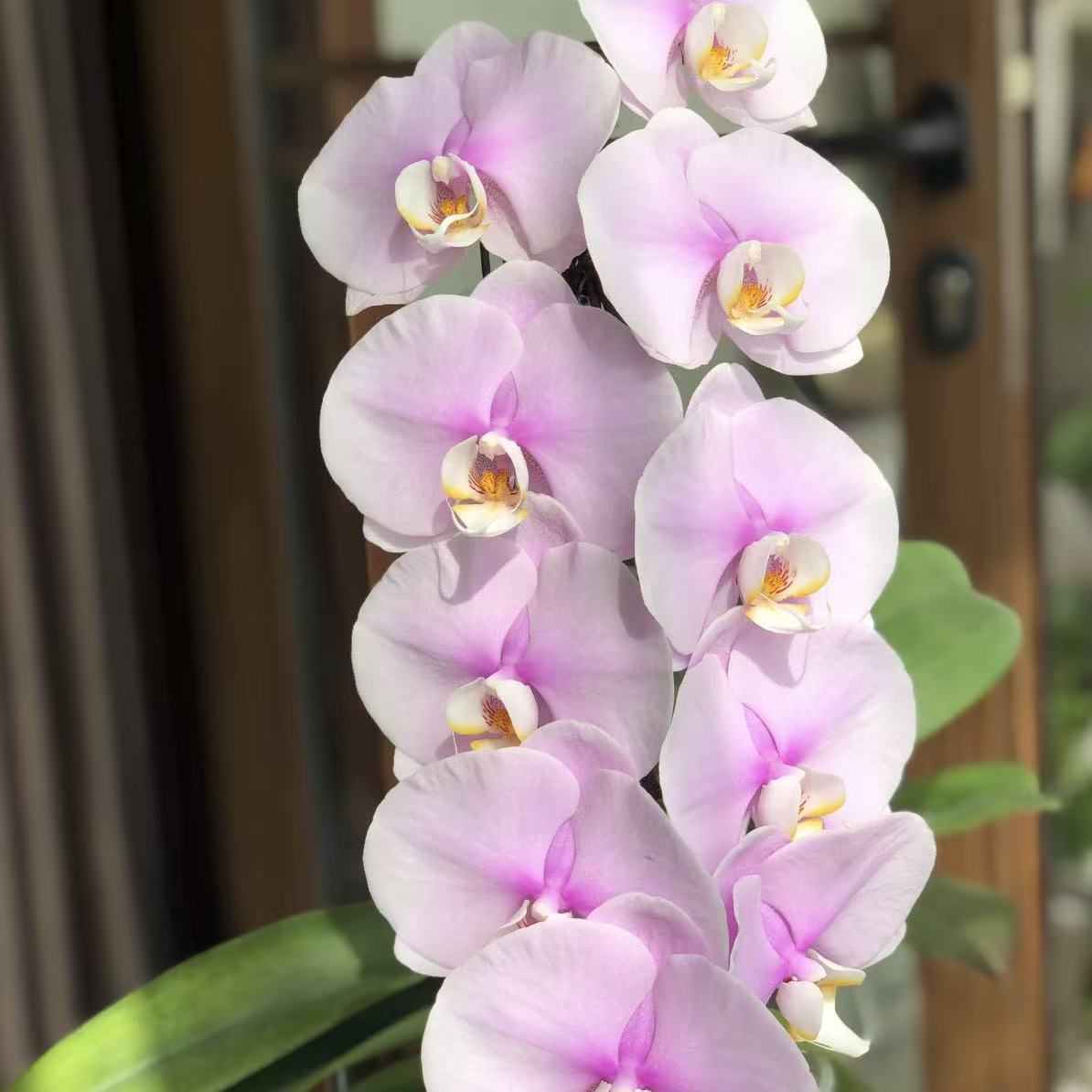 【李先生】（梦幻情郎##原盆原土）蝴蝶兰根系苗情好室内养殖