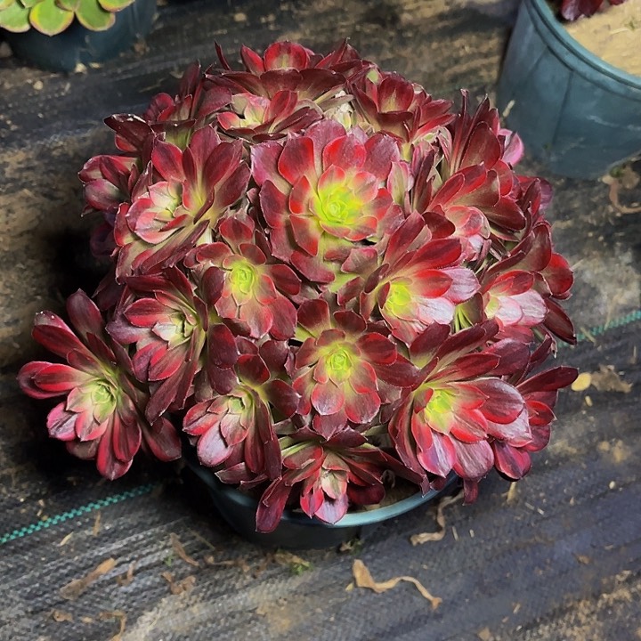 安娜安娜安娜008